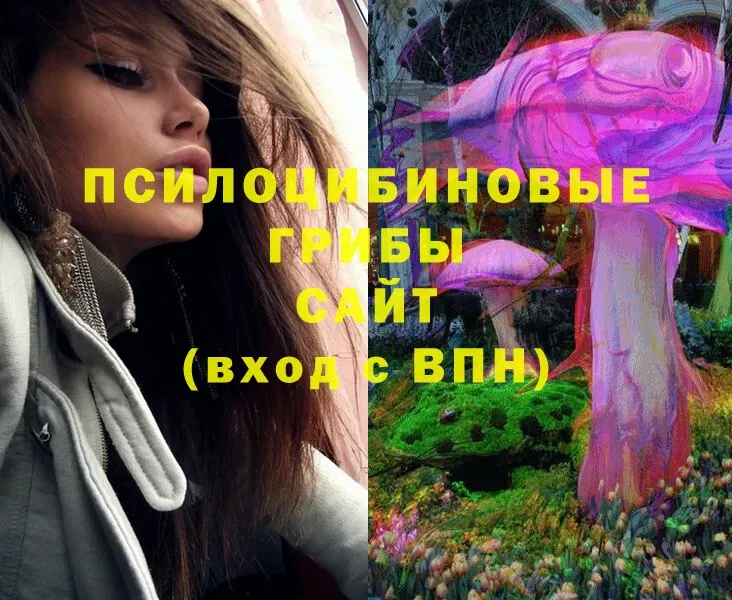 где продают   Светлый  Галлюциногенные грибы Psilocybe 